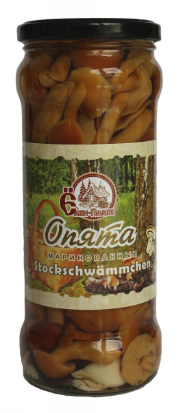 Stockschwämmchen Pilze